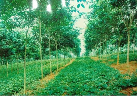 Nông lâm kết hợp
